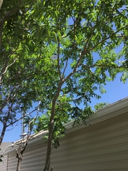 Rhus typhina