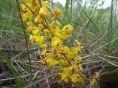 Byrsonima verbascifolia