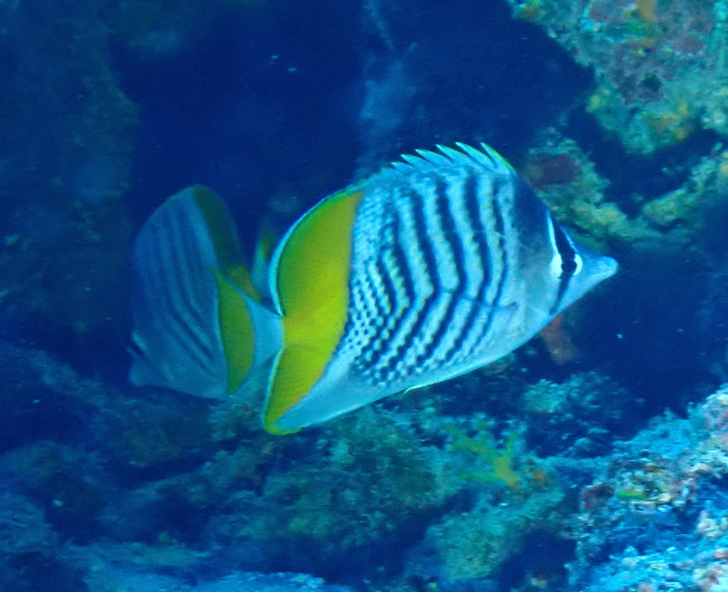 Atoll Butterflyfish