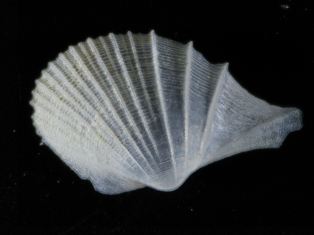 Cardiomya alcocki from Red Sea, Mecca, SA on August 11, 2024 at 08:27 ...