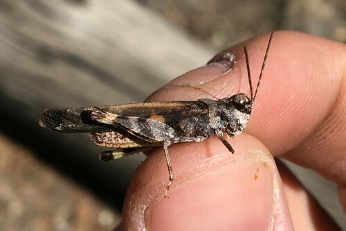 Masked Grasshopper photo 3