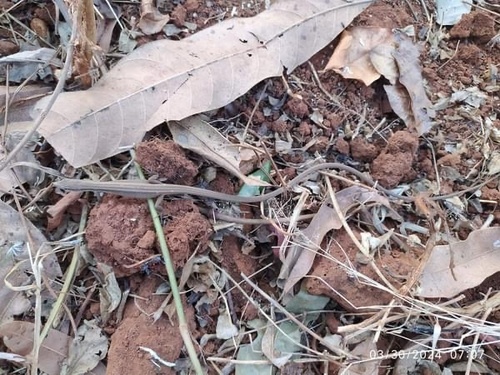 Oriental Long-tailed Grass Lizard