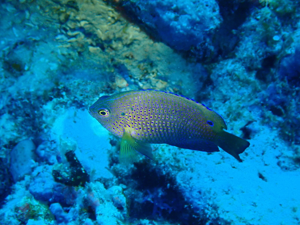 Ocellate Damselfish