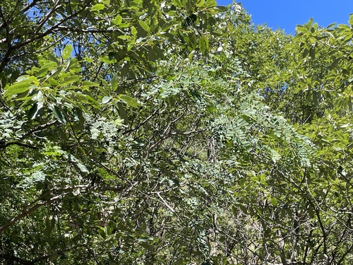Albizia kalkora, photograph 4