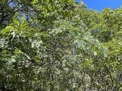 (c) Jane Charlen, some rights reserved (CC BY) Albizia kalkora, photograph (c) Jane Charlen, some rights reserved (CC BY)