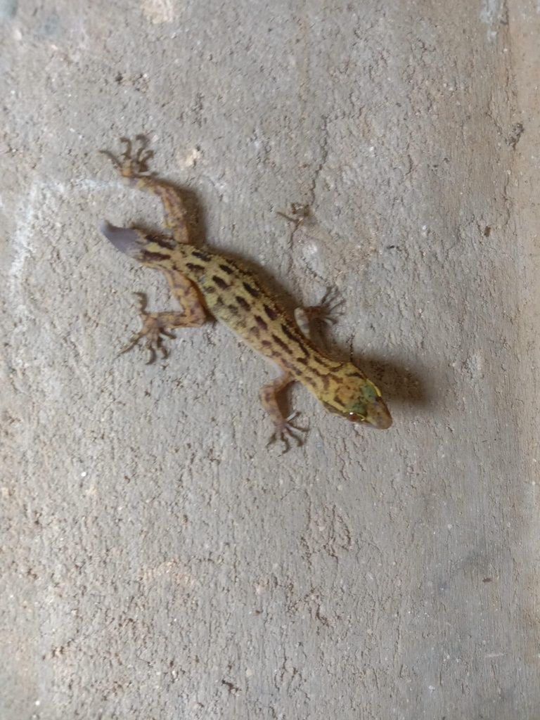 Mandalay Bent-Toed Gecko