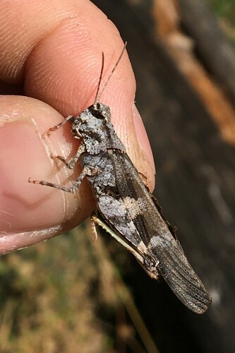 Masked Grasshopper photo 4