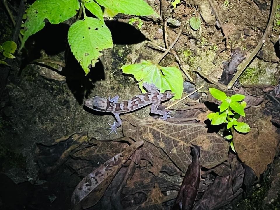 Naung Ka Yaing Bent-Toed Gecko