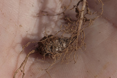 Oxalis viscosa