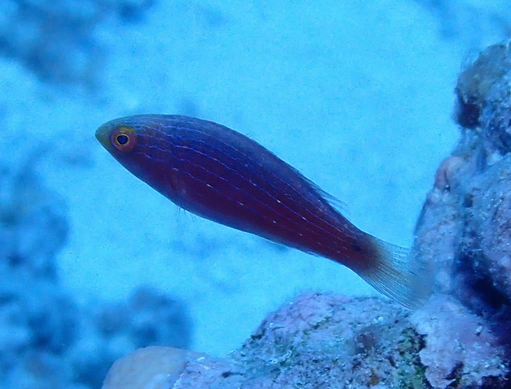 Scott's Fairy-wrasse