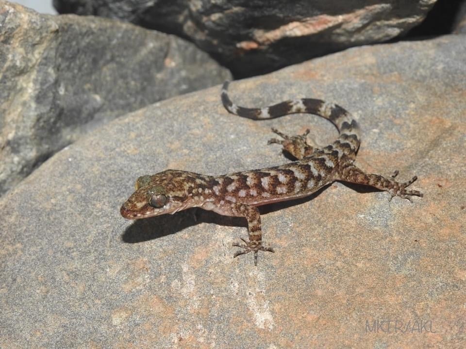 Indawgyi Bent-Toed Gecko