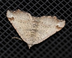 Dissomorphia australiaria