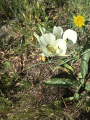 Calochortus eurycarpus