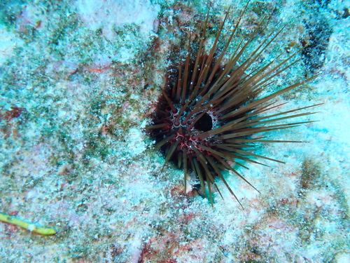 Echinostrephus aciculatus