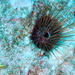 Echinostrephus aciculatus