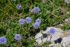 Globularia
