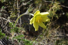 Pulsatilla albana