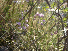 Allium gunibicum