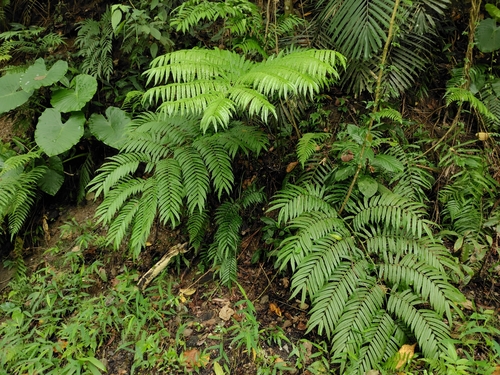 Image of Angiopteris lygodiifolia by (c) chiuluan, some rights reserved (CC BY)