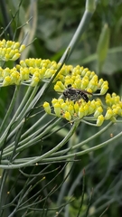 Neocorynura