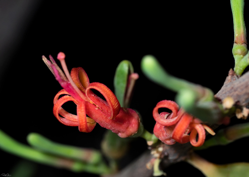 Plicosepalus acaciae