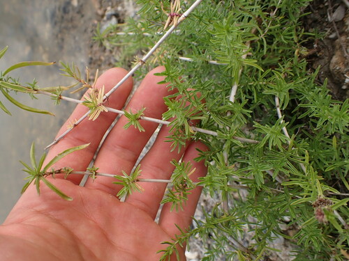 Image of Mentha cervina by (c) Franck Cabot, some rights reserved (CC BY)