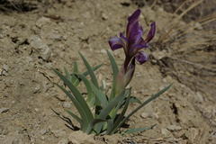 Iris timofejewii
