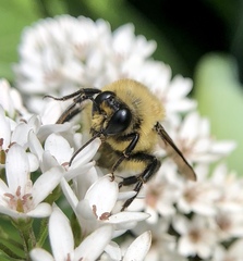 Bombus griseocollis