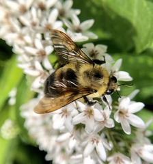 Bombus griseocollis