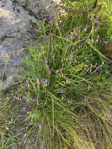 Image of Geissorhiza aspera by (c) michaelheuermann, some rights reserved (CC BY)