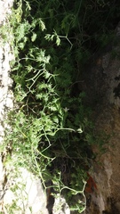 Asparagus declinatus