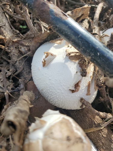 Agaricaceae