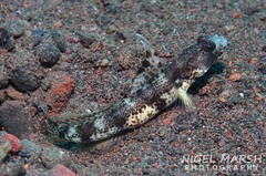 Allen's Shrimpgoby photo 2