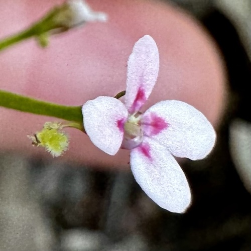 Stylidium adnatum (Stylidium adnatum)