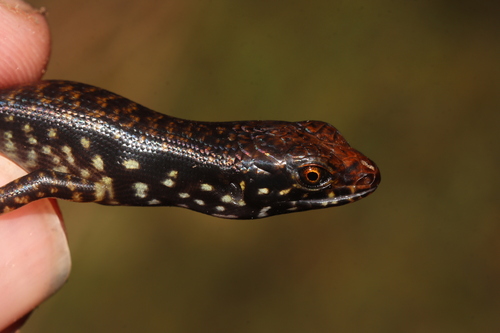 Marmorosphax tricolor observed 2022-07-31