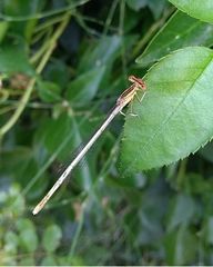 Platycnemis