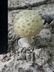 Amanita pubescens