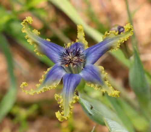 Ferraria uncinata