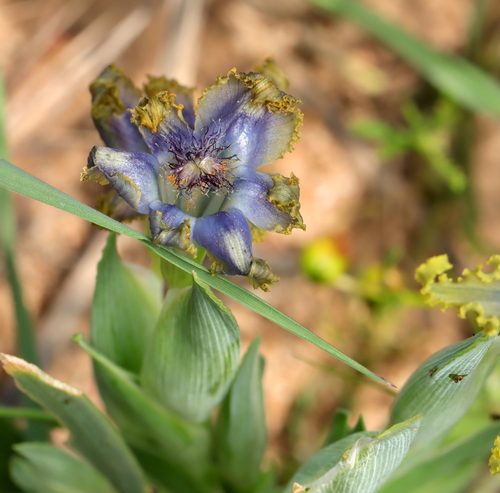 Ferraria uncinata