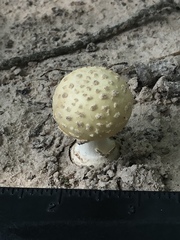 Amanita pubescens