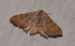 Macaria transitaria resinosae