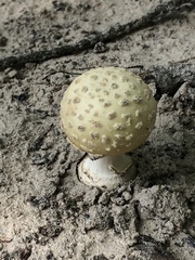 Amanita pubescens