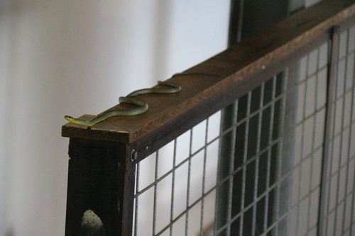 Common Tree Snake sighting