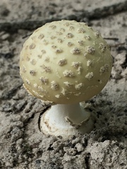 Amanita pubescens