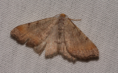 Macaria transitaria resinosae