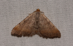 Macaria transitaria resinosae