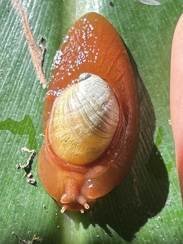 Succinea, 2024-10-02