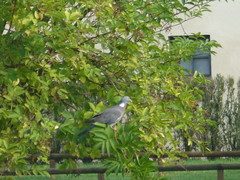 Columba palumbus