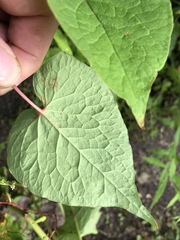 Fallopia cilinodis