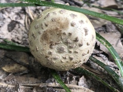 Amanita pubescens